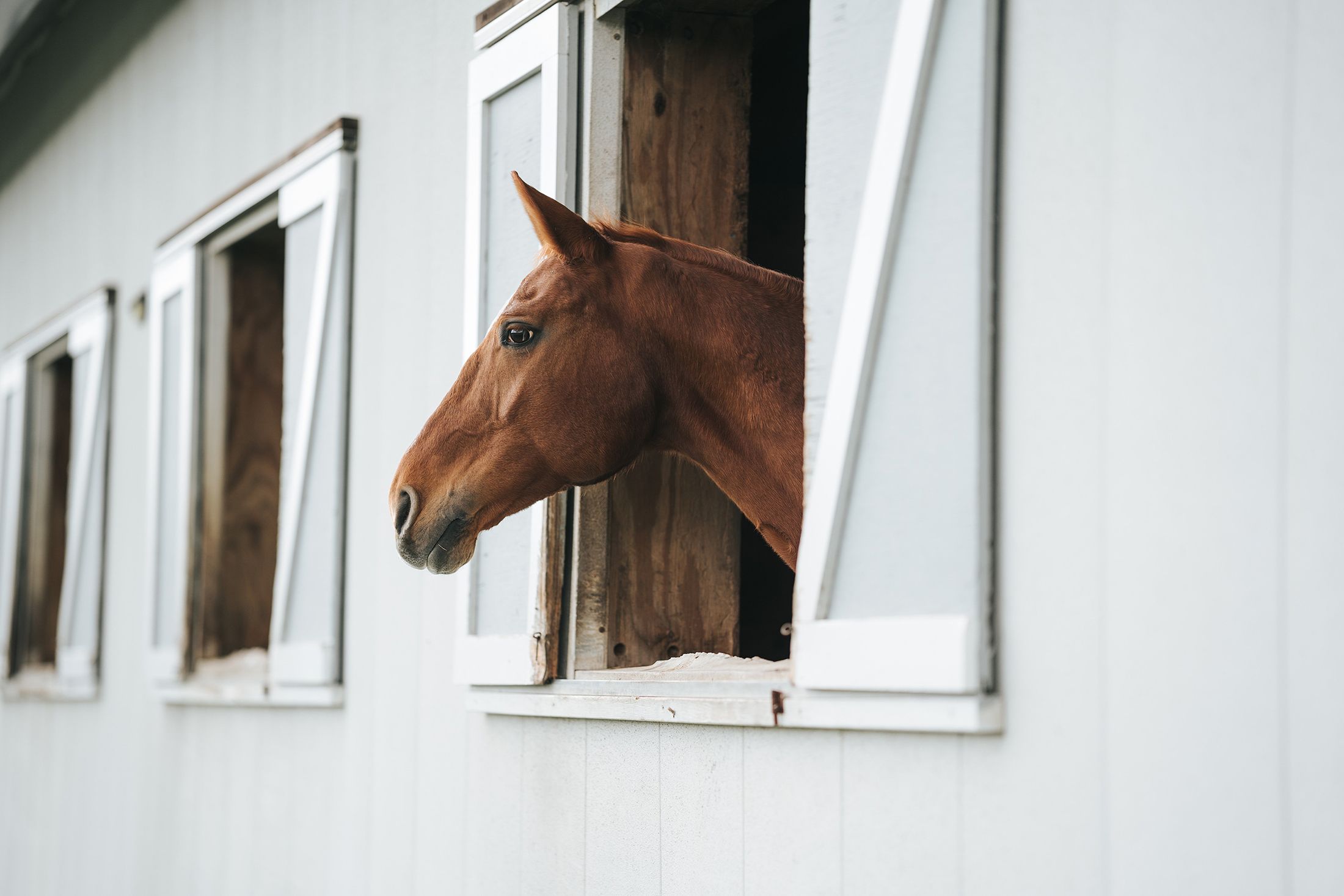 Lindberg Equestrian Sattelschrank, Turnierschrank, tack locker, tack trunk, zadelkast