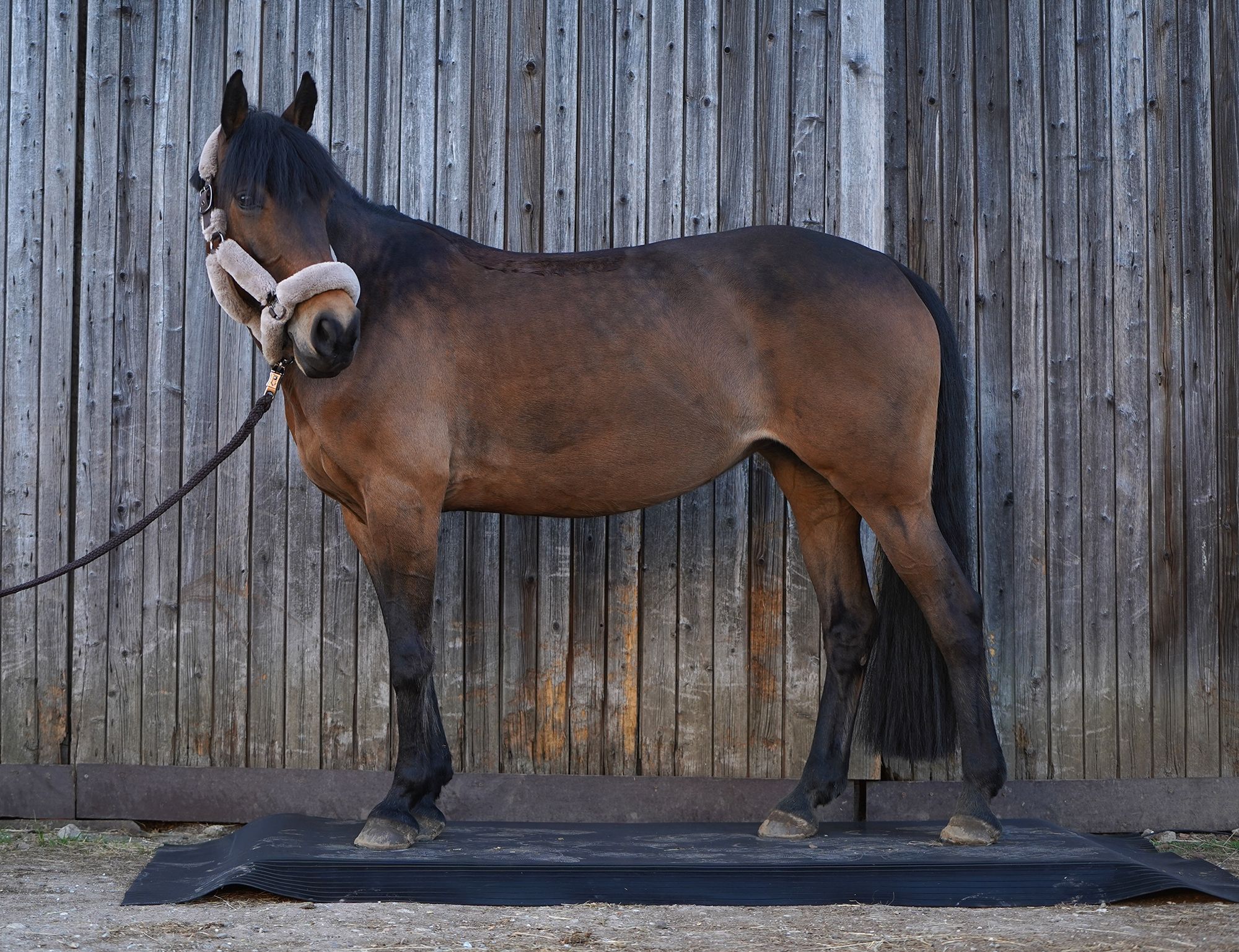 Lindberg Equestrian Sattelschrank, Turnierschrank, tack locker, tack trunk, zadelkast