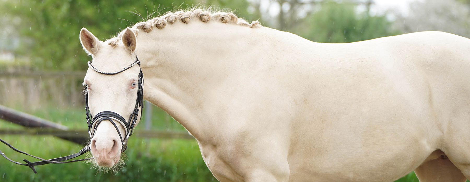 Dressur Pony, Verkaufspony, Deutsches Reitpony, Top Champion, FS Champion Deluxe, FS Don't Worry, Cremello, Turnierpony, Sportpony